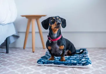 Animaux domestiques (jusqu'à 20 kg)